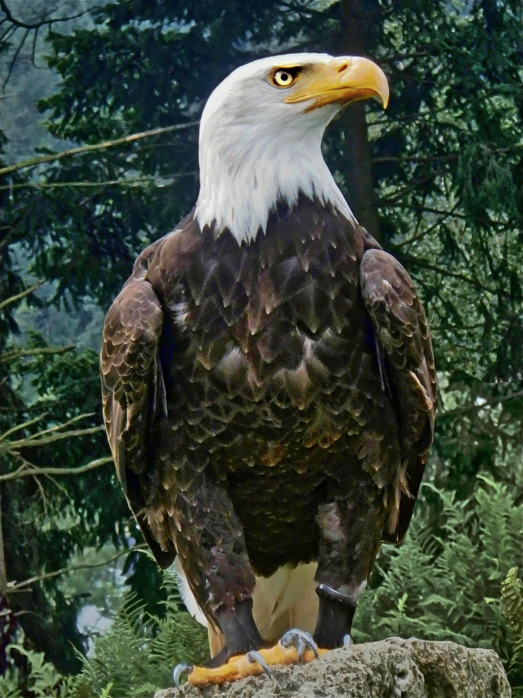 Weißkopfseeadler