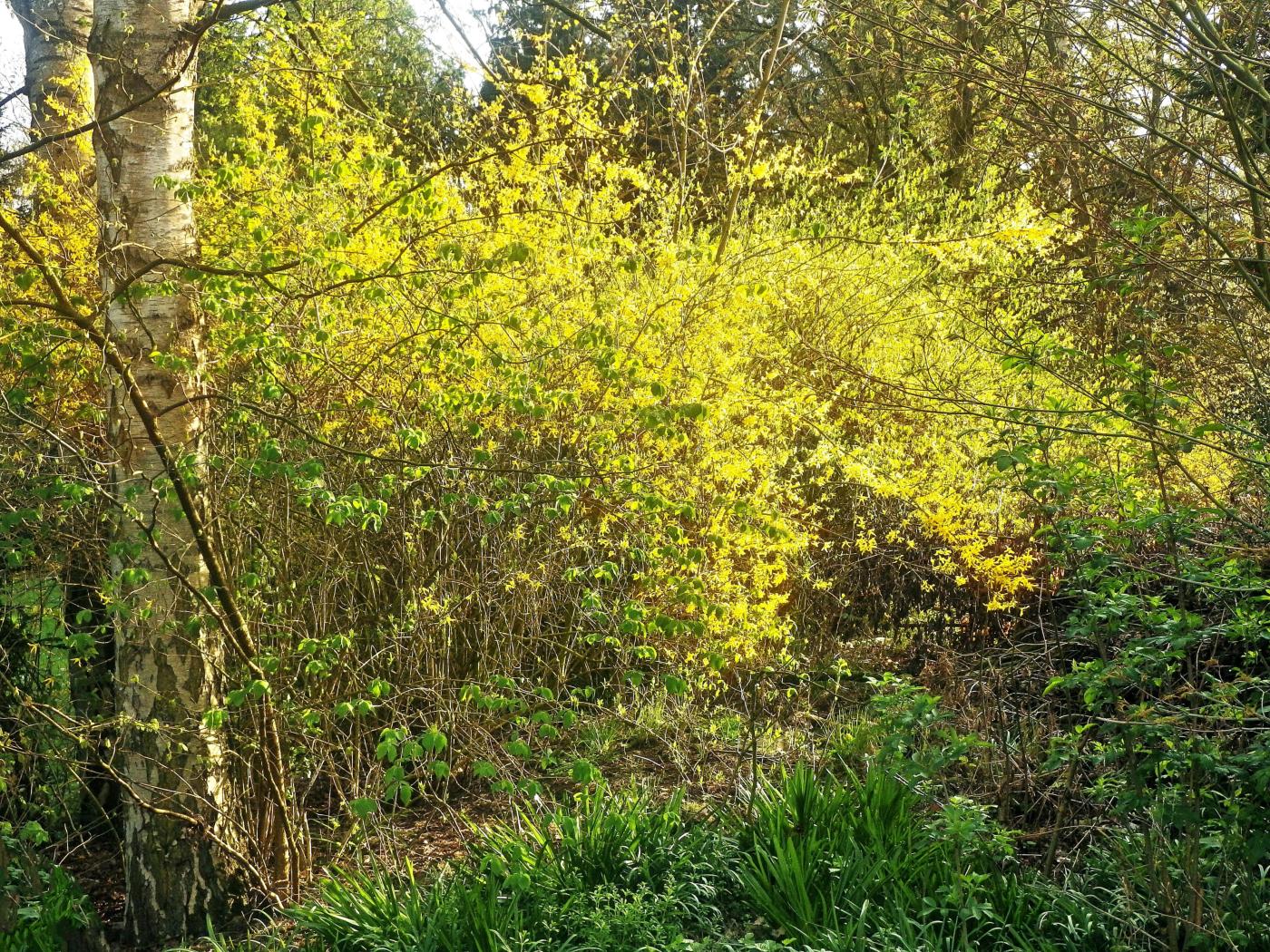 Frühling im Schlosspark