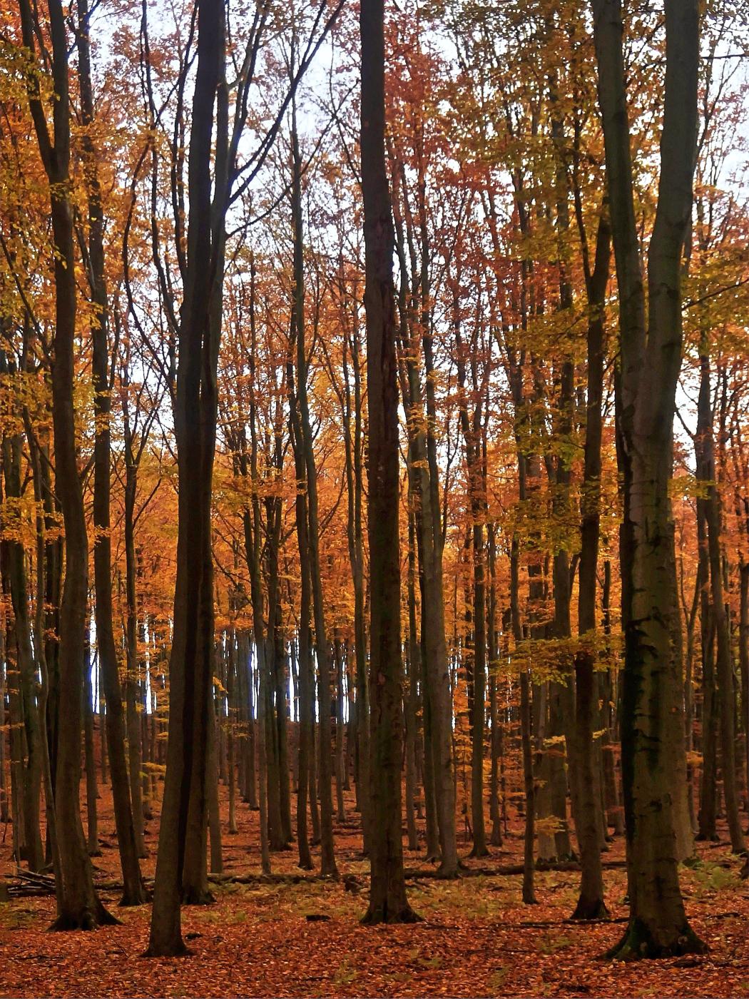 Roter Wald