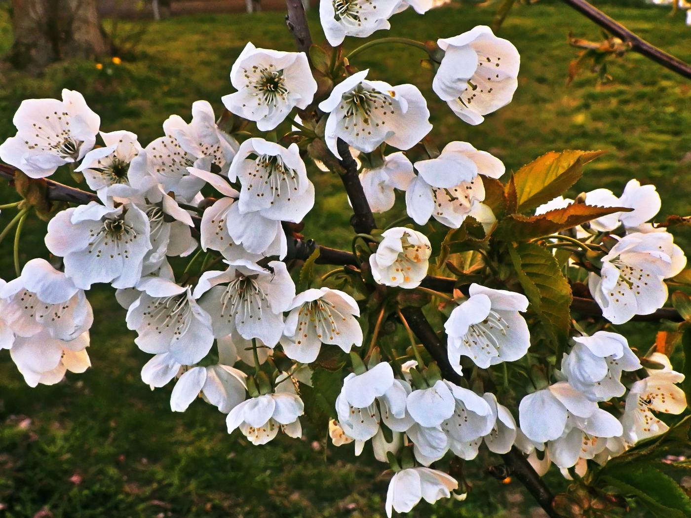 Kirschblüten