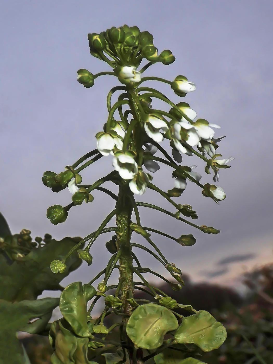 Traubenblüte