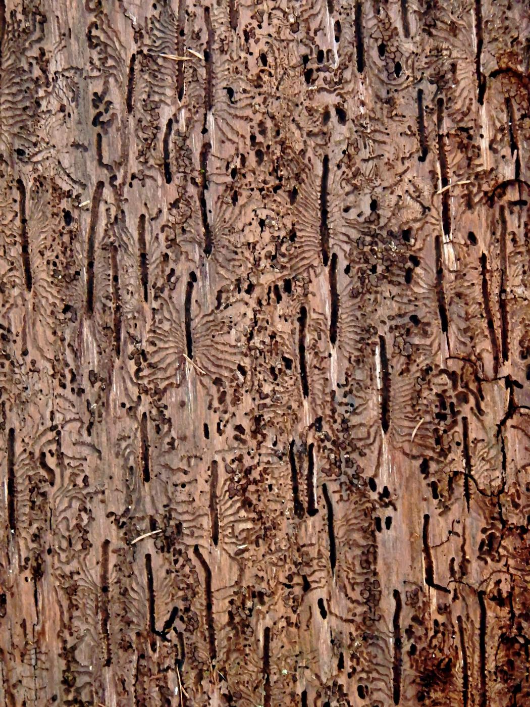 Borkenkäfer-Kunstwerk