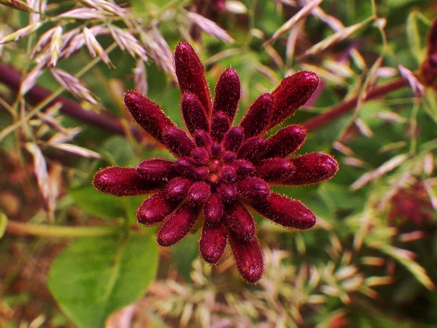 Knospenrosette