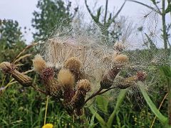 Blowing in the wind