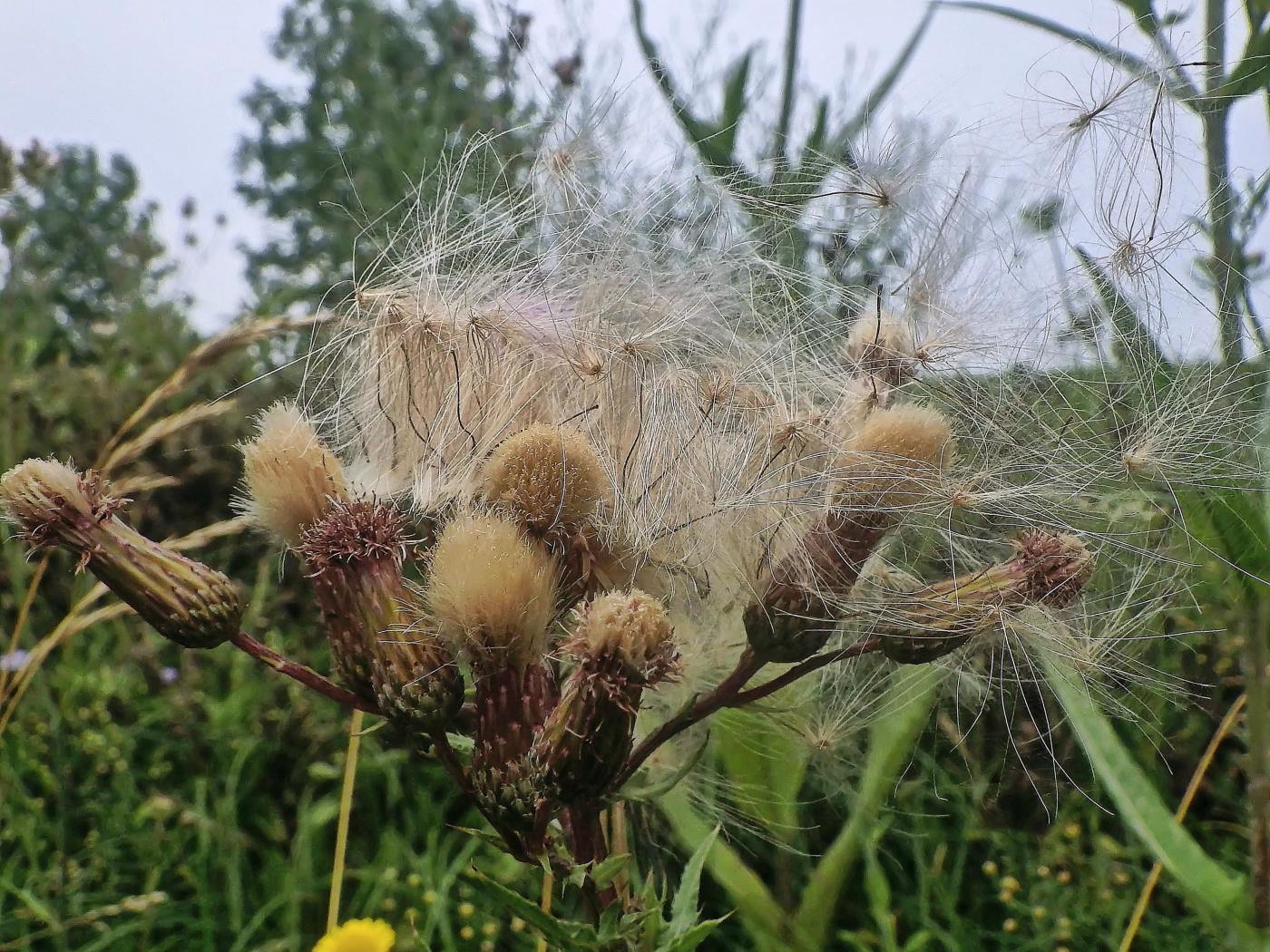 Blowing in the wind