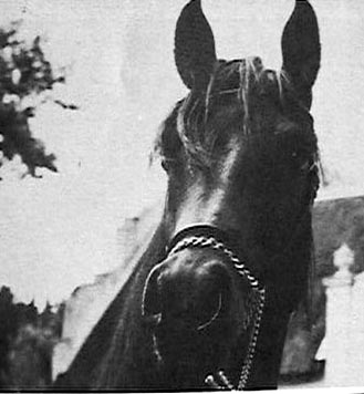 Photo: ANCHOR HILL OMAR #54514 (Char Echo x Bint Gamila) 1969 bay ...