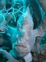 Frogfish Perfectly Matching Softcoral