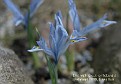 Iris histrio var. aintabensis