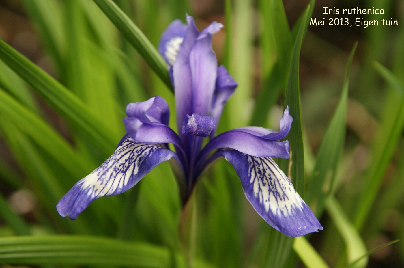Iris ruthenica Alba