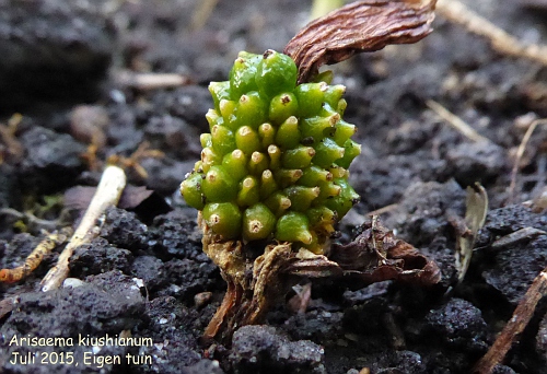 Arisaema kiushianum (seed)
