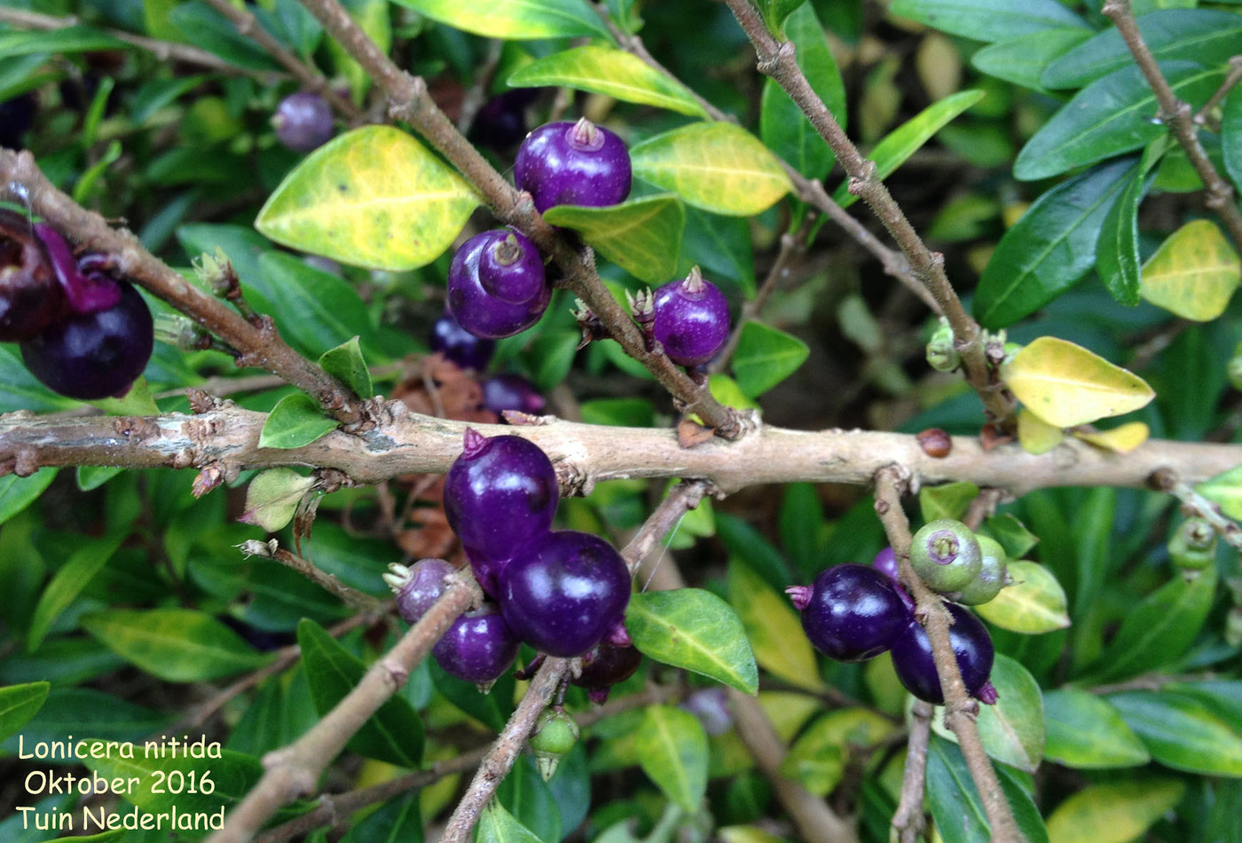 Lonicera nitida