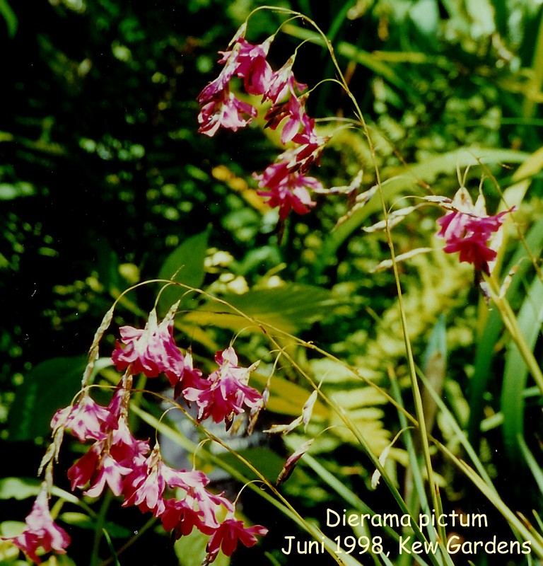 Dierama pictum