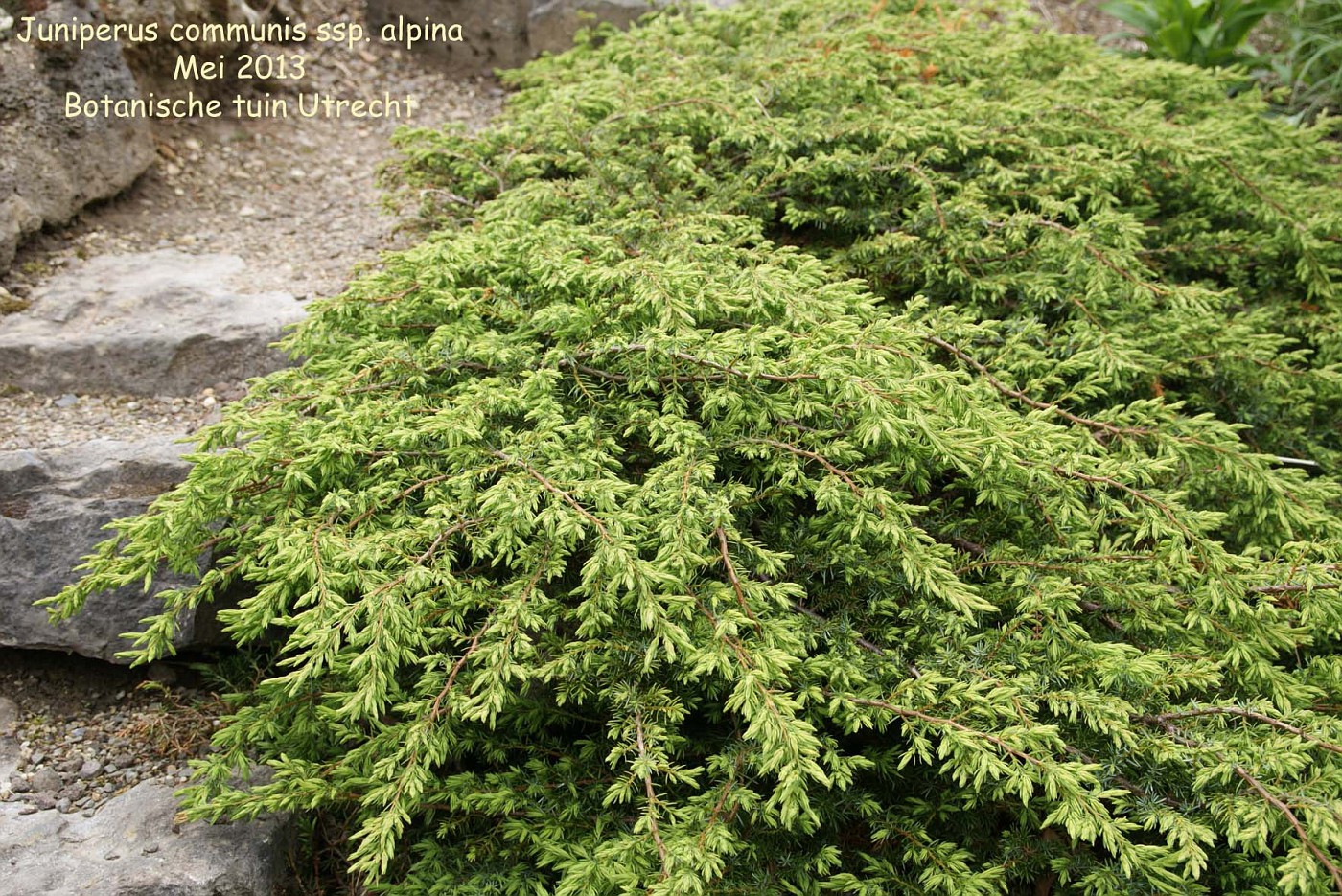 Juniperus communis ssp. alpina