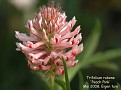 Trifolium rubens 'Peach Pink'