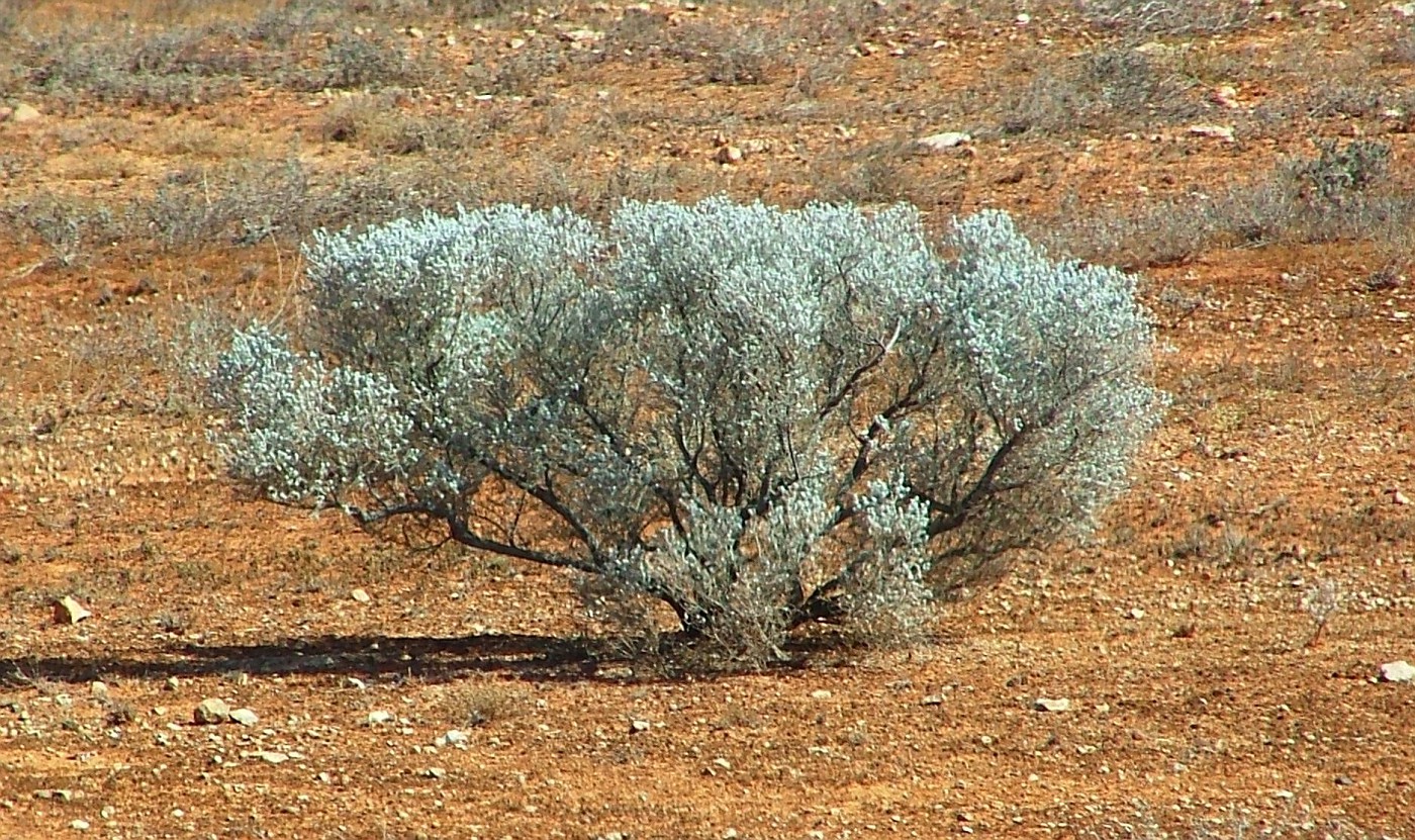 photo-old-man-saltbush-indian-pacific-day-three-album-ooo-peter