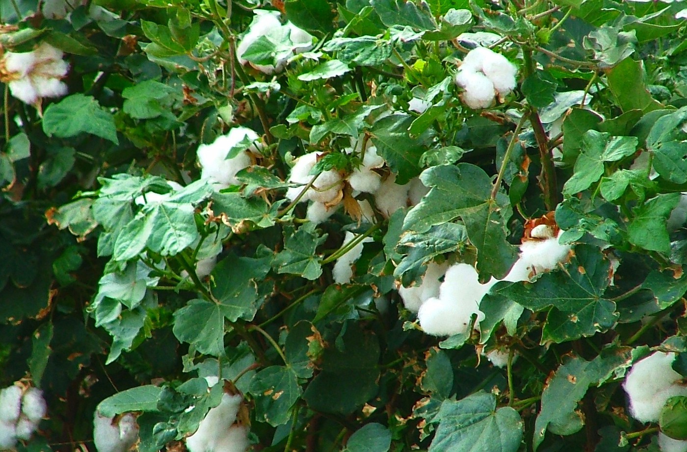 cotton country