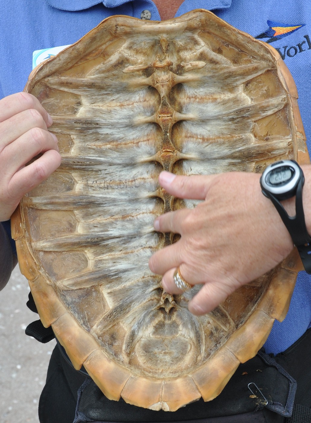 Photo The Inside Of The Shell Is Attached To The Turtles Spine Which Is Why They Die Without 