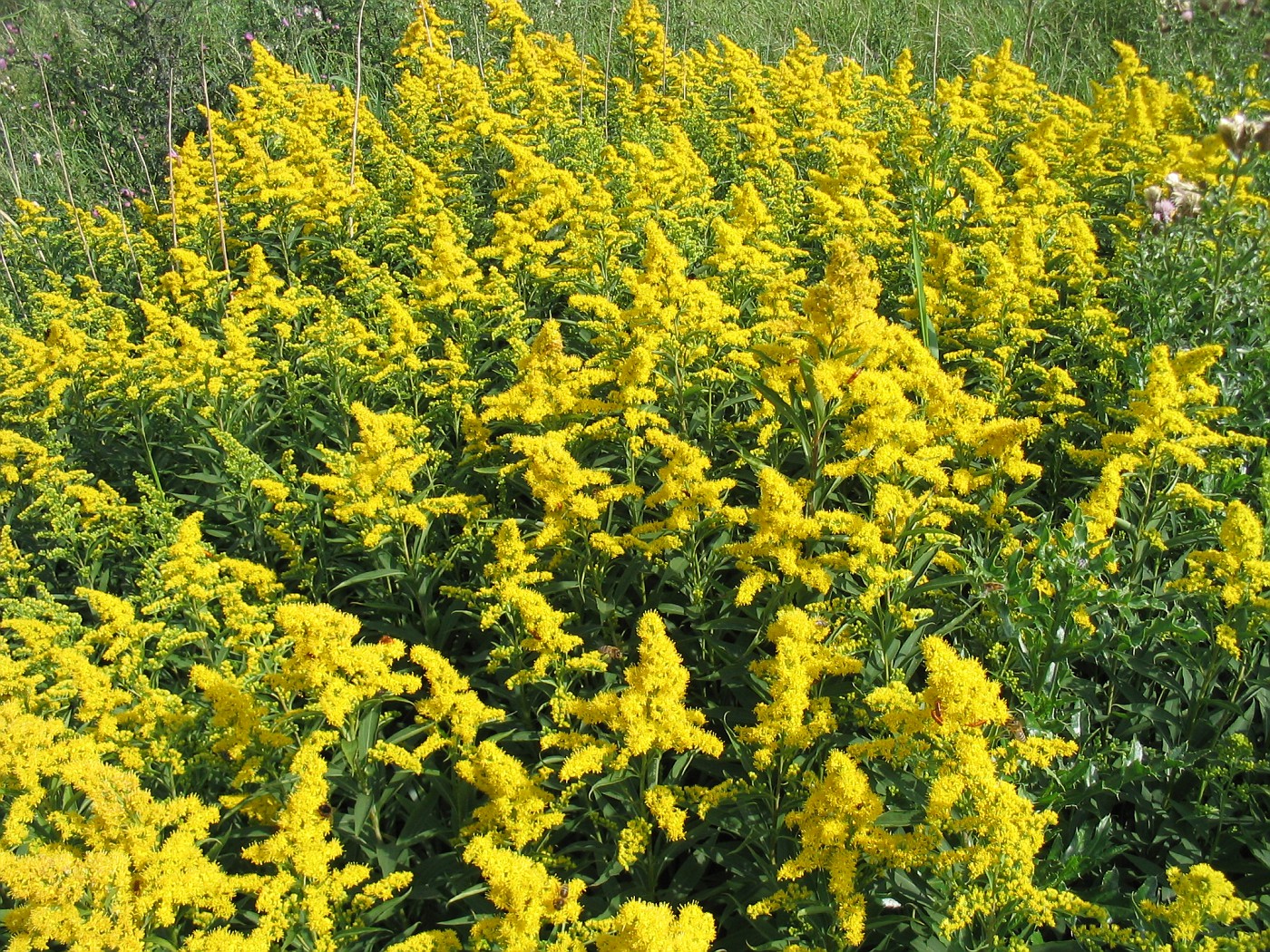 Photo Wilde Bloemen In Het Veld Canadese Guldenroede Wilde Bloemen In Juli Augustus