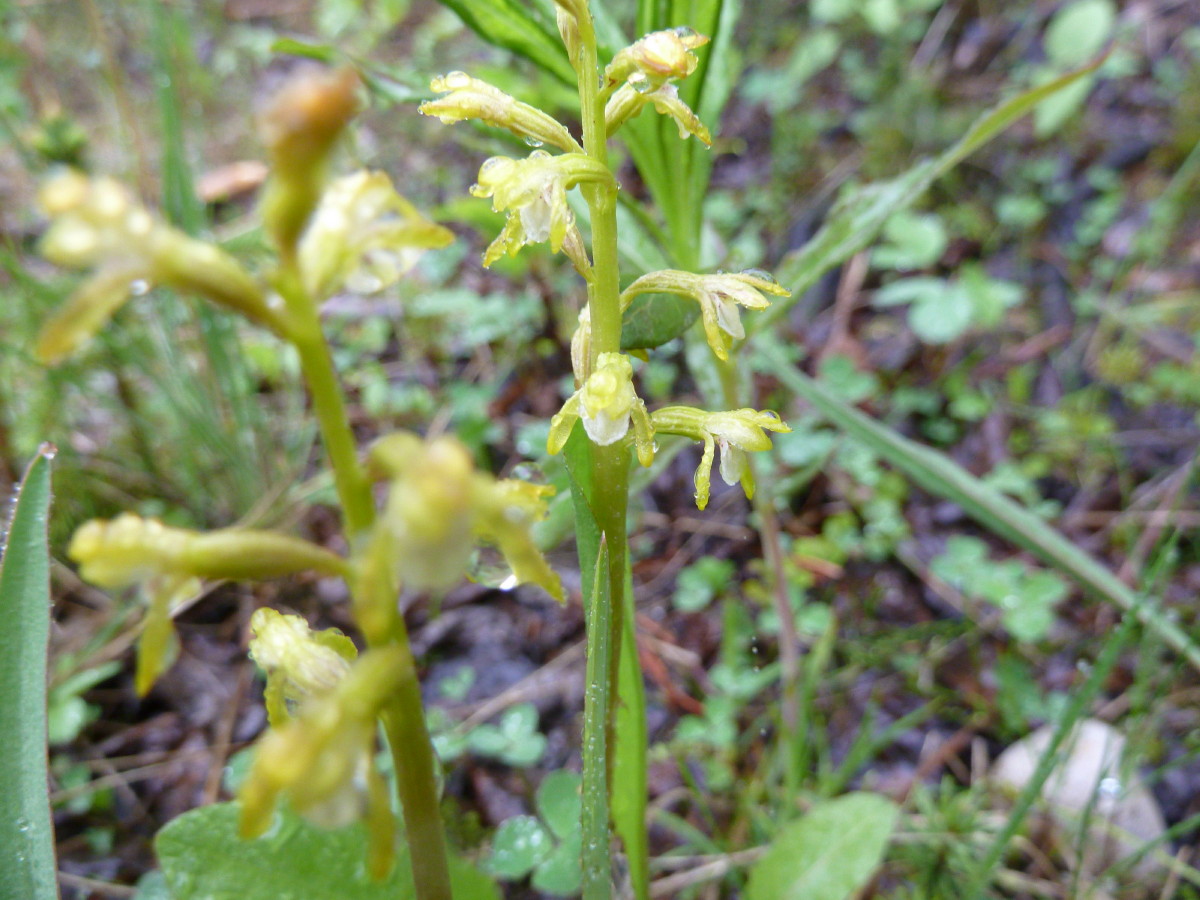 Photo Greenflowered bog orchid ? Habenaria hyperborea Junction Mtn