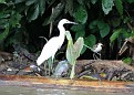 An egret and a sandpiper