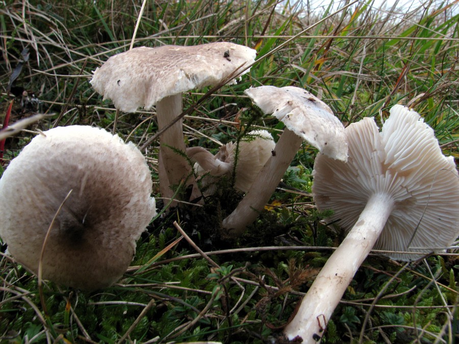 kerassentials fungus