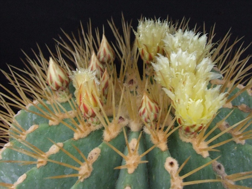 Ferocactus glausescens
