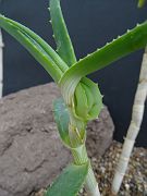 Aloe acutissima v. itmpolensis It.
