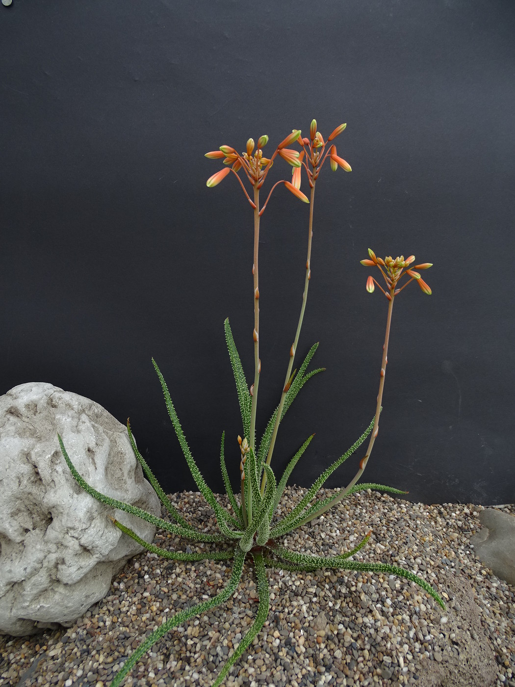 Aloe delicatifolia (C) fotki.com the cleverman