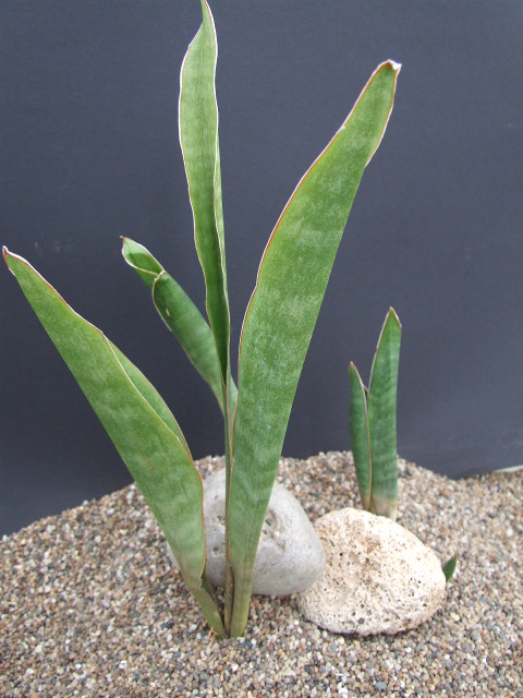 Photo: Sansevieria liberica CG023.1 | Sansevieria. album | Cok  Grootscholten Succulent World ..