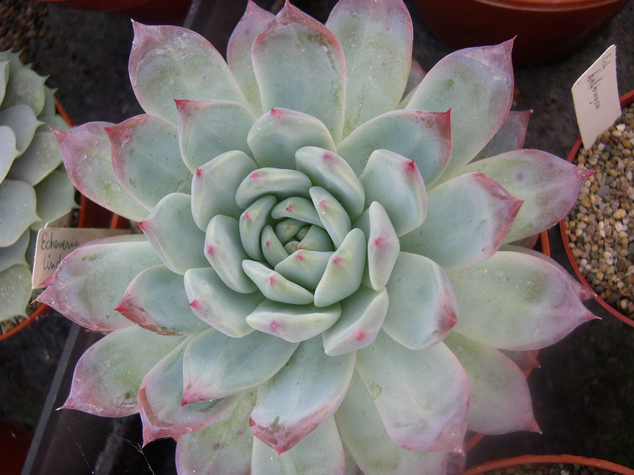 Photo: Echeveria colorata (lindsayana) | Echeveria. album | Cok ...