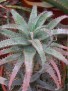 Aloe bellatula x parvula