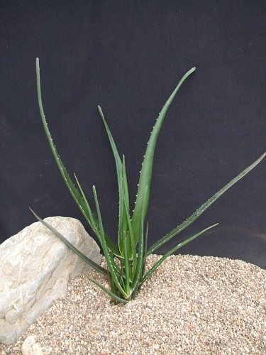 Aloe tongaensis