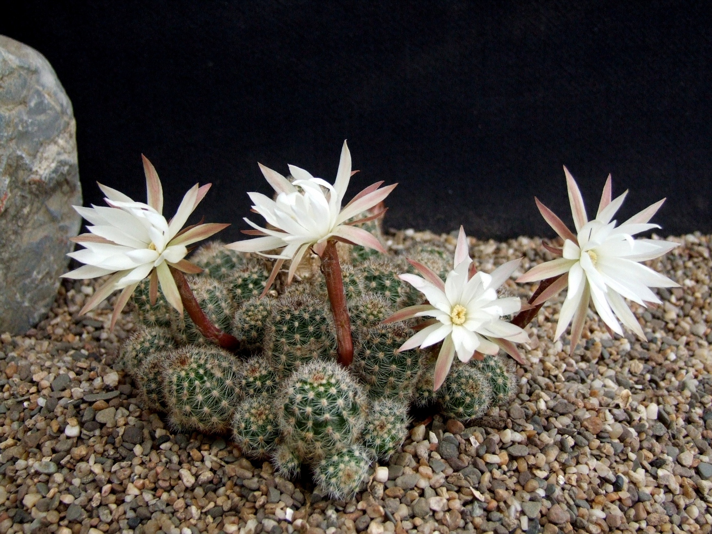 Semis de Pygmaeocereus (cactus) Photo54-vi