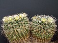 Mammillaria praelii