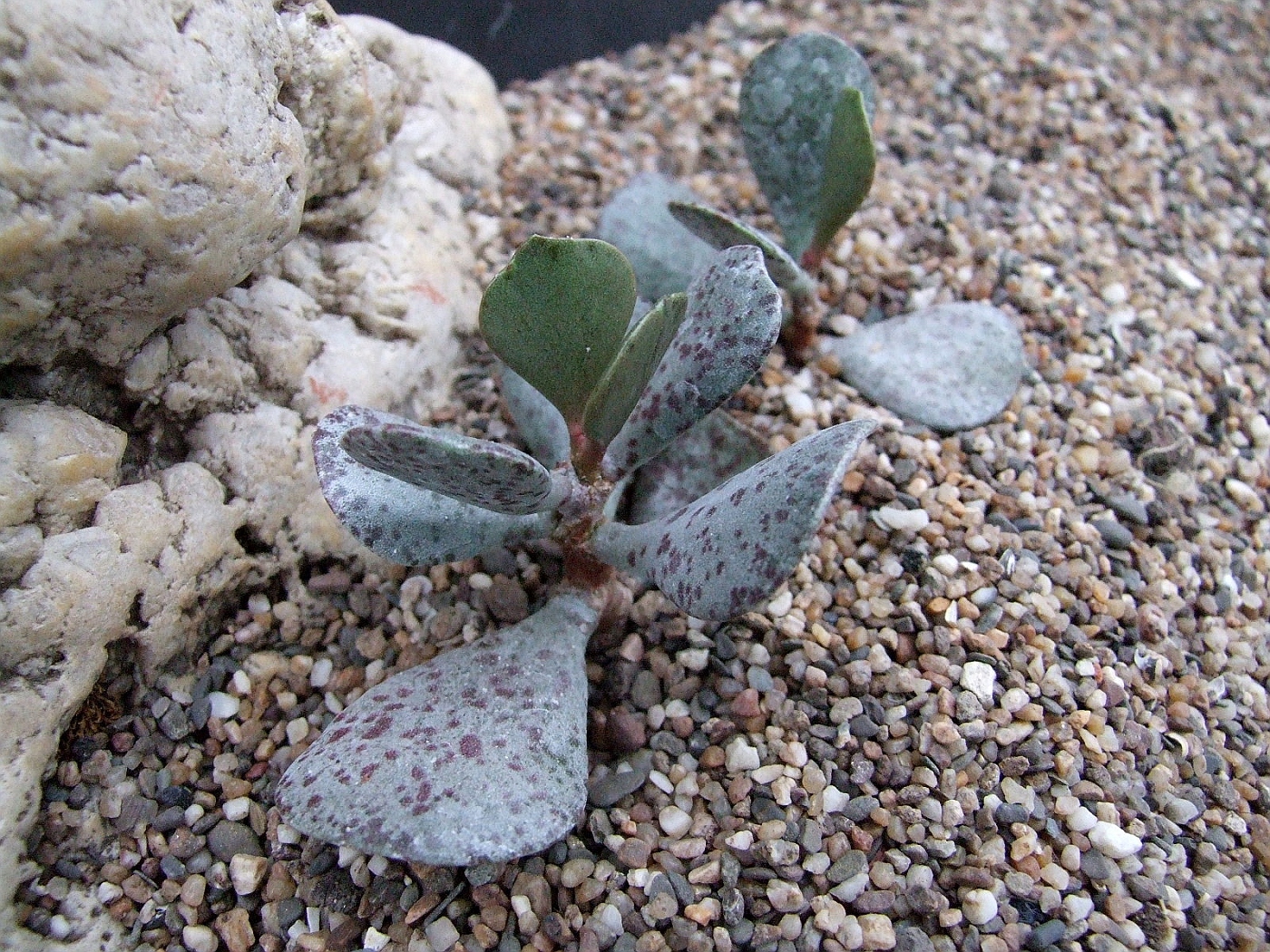 Adromischus alstonii SSP