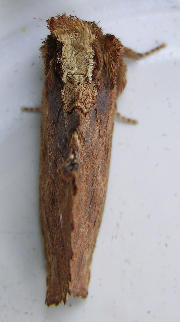 July212008_Image25_Moth-vi.jpg