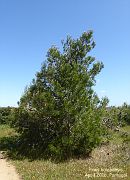 Pinus halepensis
