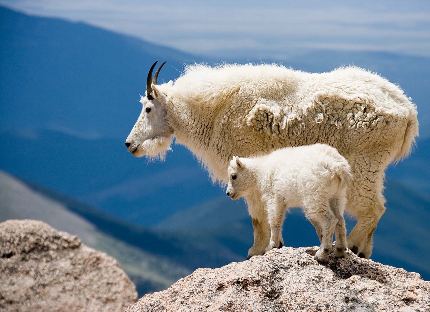 mountain goat and kid 8476