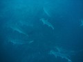 This is a small school of hammerheads