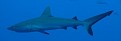 Gray Reef Shark