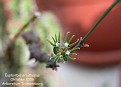 Euphorbia ornithopus
