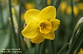 Narcissus 'Kokopelli'