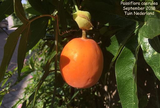 Passiflora caerulea (fruit)