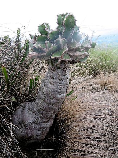 120 Euphorbia graniticola from zembe mountain in Manica province center of Mozambique