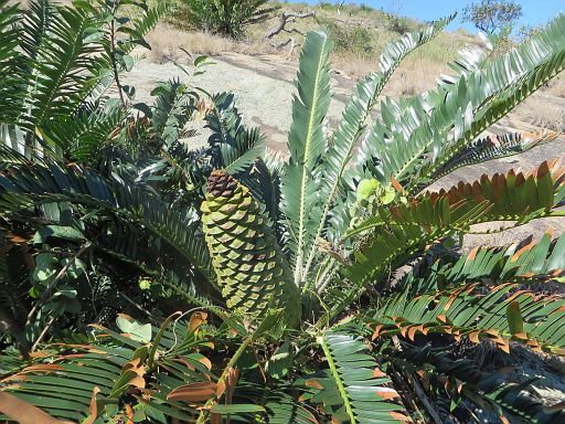 110 Encephalartos pterogonus female cone from Mrwere mountain in Manica province center of Mozambique.jpg