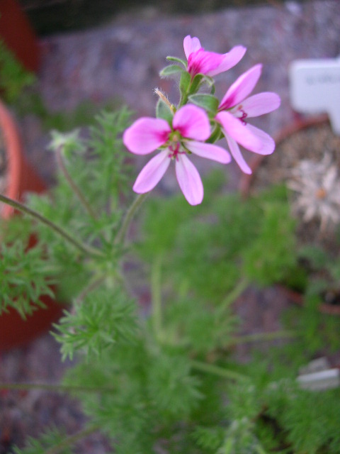 Photo: Pelargonium hirtum | Pelargonium. album | Cok Grootscholten ...