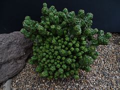 Euphorbia enopla fa. Cristata Monstruosa