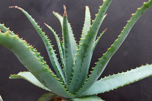 Aloe suprifoiata - older plant