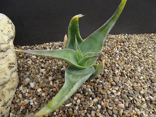 Aloe viquieri