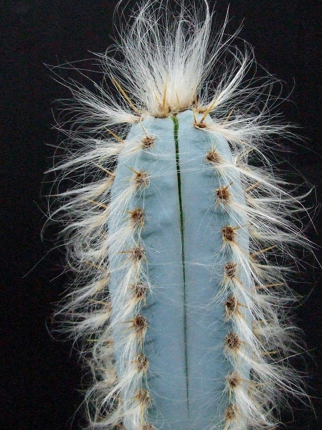 Кактус Pilosocereus glaucescens